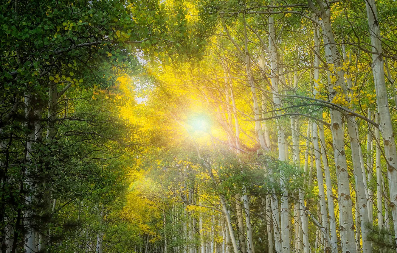 Фото обои лес, солнце, лучи, свет, роща
