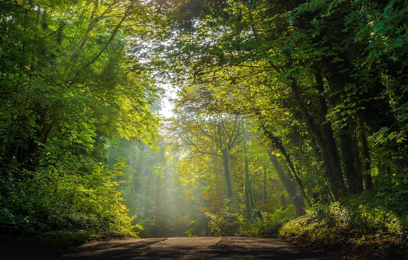 Фото обои дорога, зелень, лес, свет, деревья, туман, парк, ветви