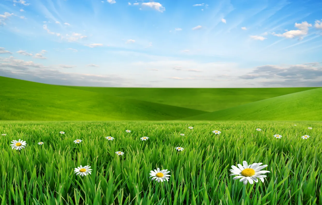 Фото обои небо, облака, пейзаж, цветы, природа, ромашки, луг, grass