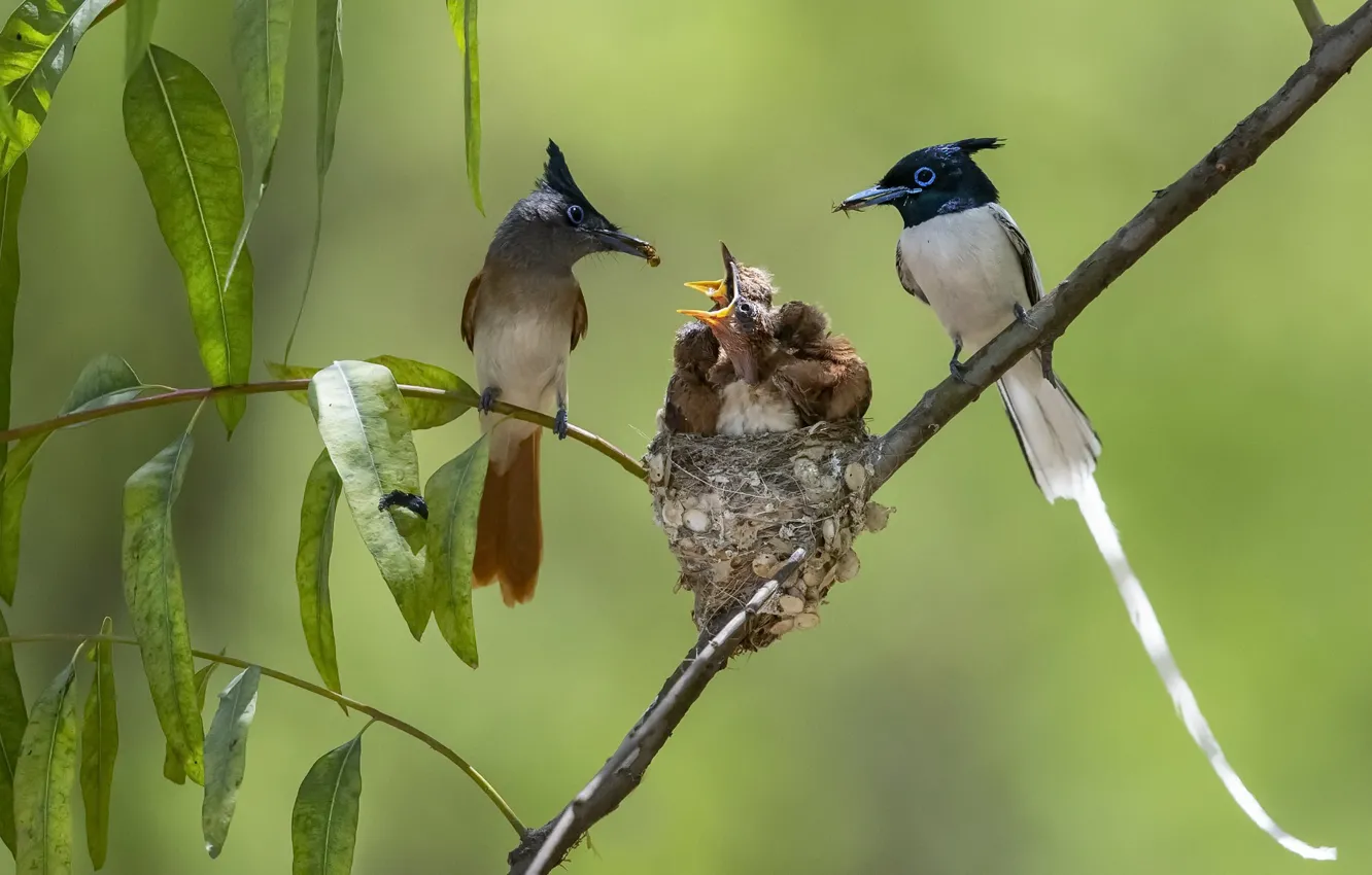 Фото обои птицы, природа, гнездо