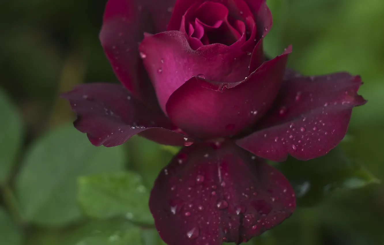 Фото обои капли, роза, лепестки, бордовая
