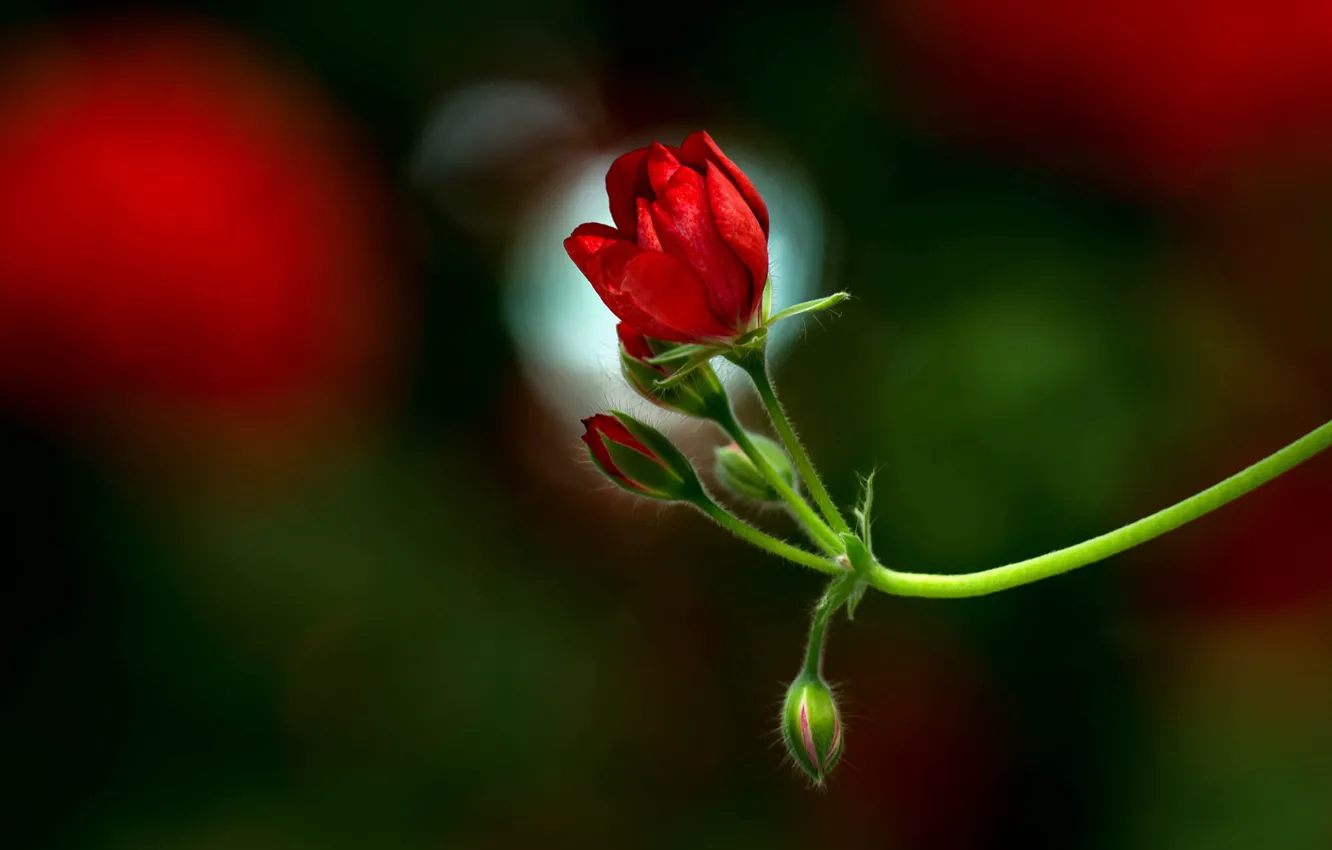 Фото обои цветок, веточка, красная, бутоны, герань