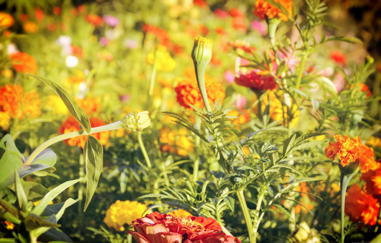 Фото обои зелень, лето, макро, цветы, summer, flowers, дача