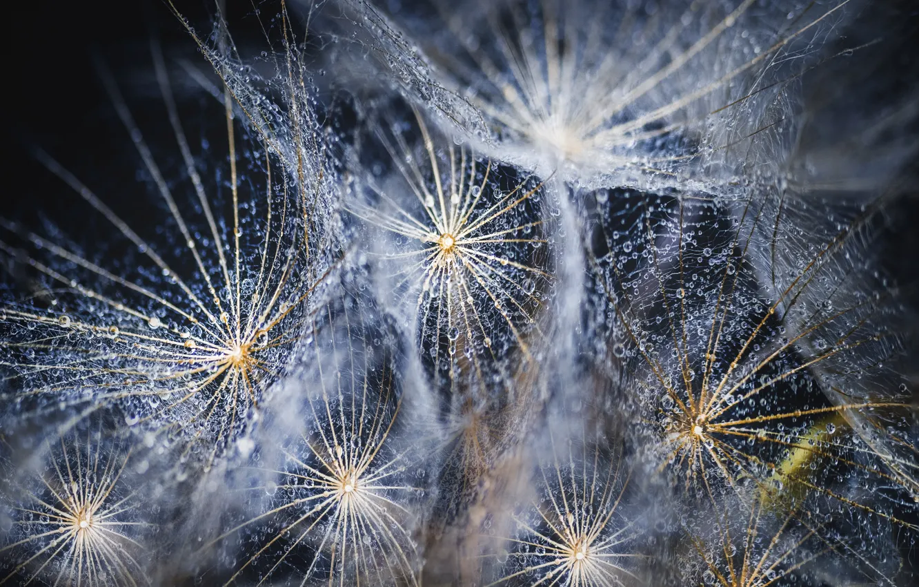 Фото обои garden, dandelion seed, dandelion flowers