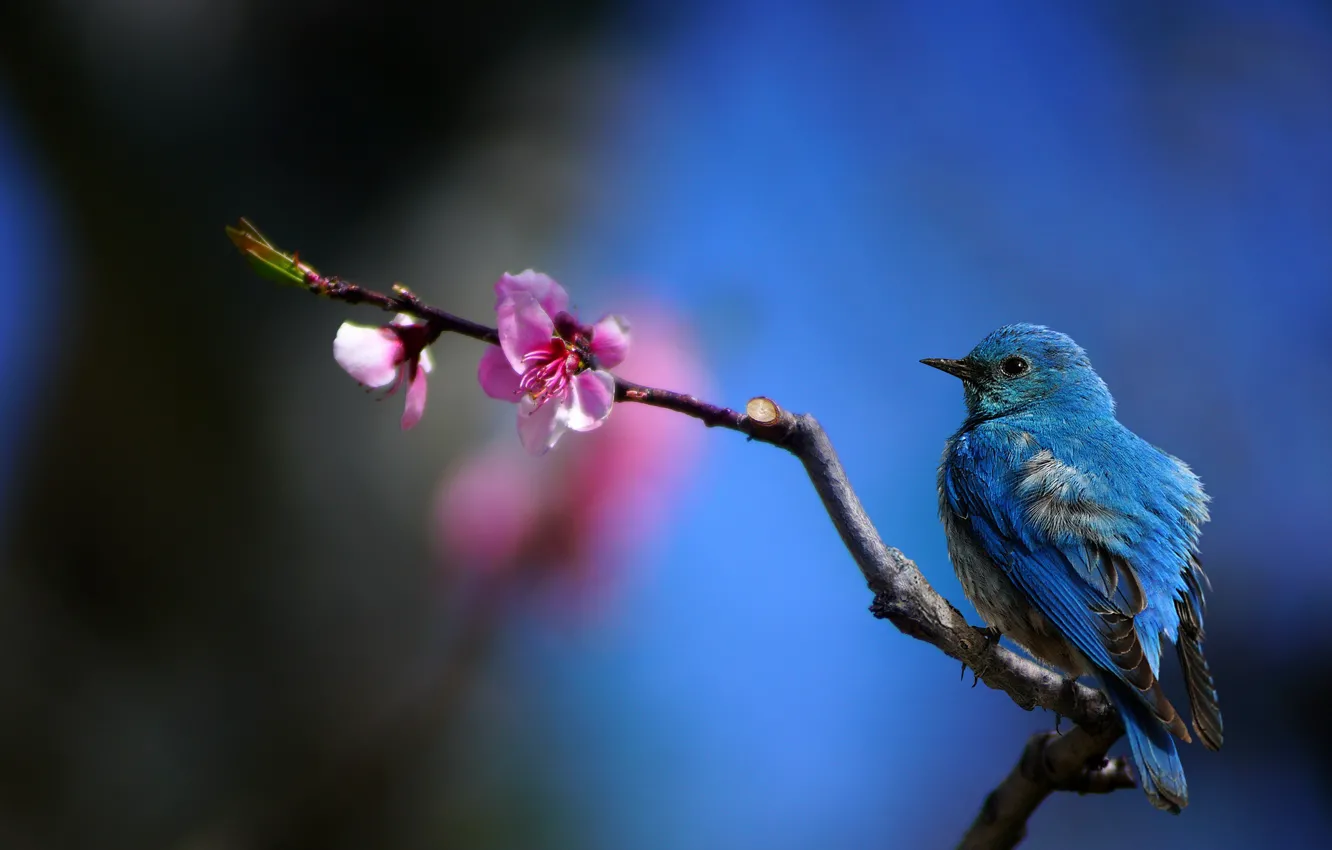 Фото обои цветок, ветка, колибри, hummingbird