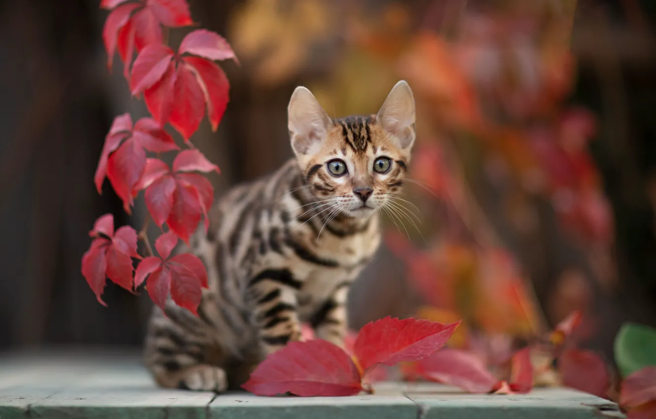 Фото обои кошка, взгляд, листья, котёнок, боке, котейка, Юрий Коротун