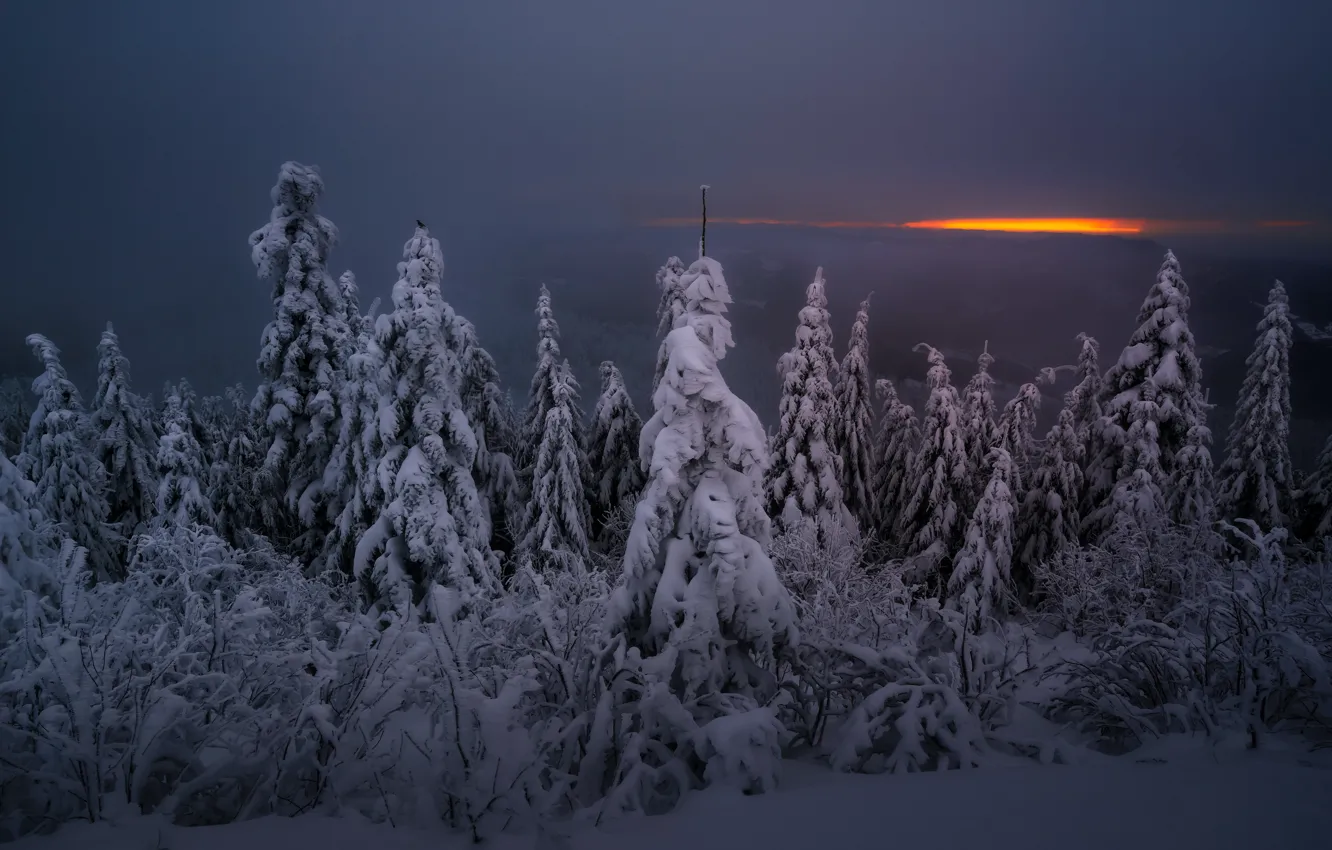 Фото обои зима, лес, ночь