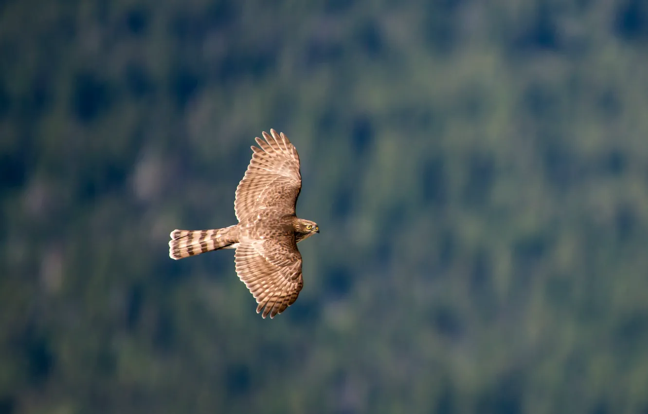 Фото обои полет, крылья, Птица, bird, взмах, ястреб, hawk