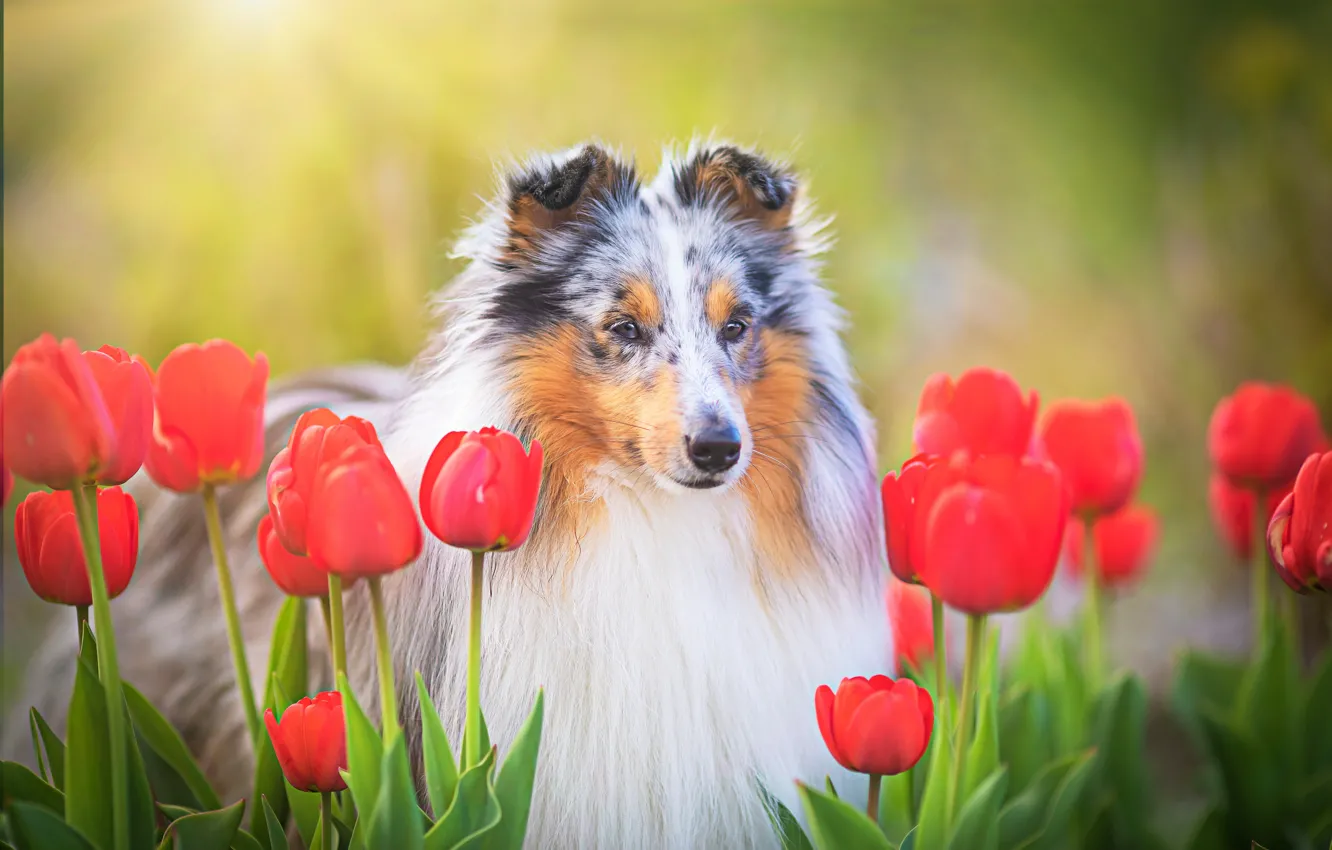 Фото обои морда, цветы, собака, тюльпаны, Шелти, Шетландская овчарка