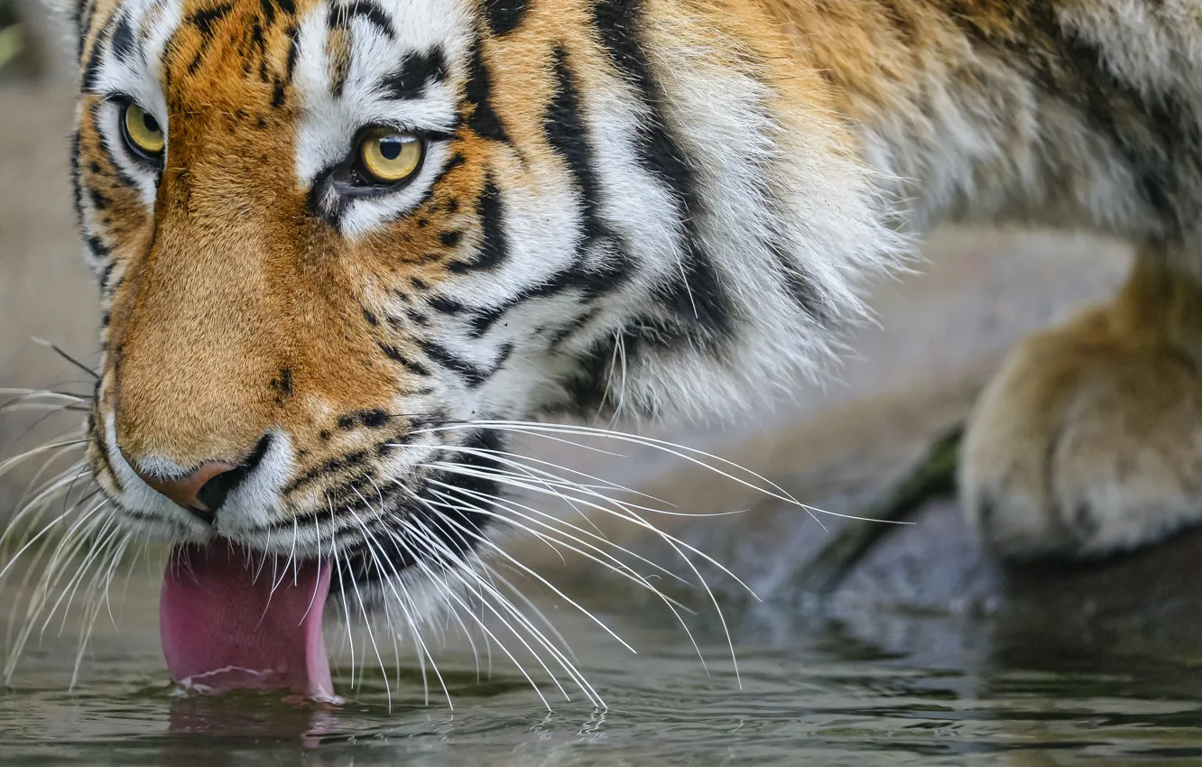 Фото обои язык, кошка, взгляд, морда, тигр, амурский, пьёт, ©Tambako The Jaguar