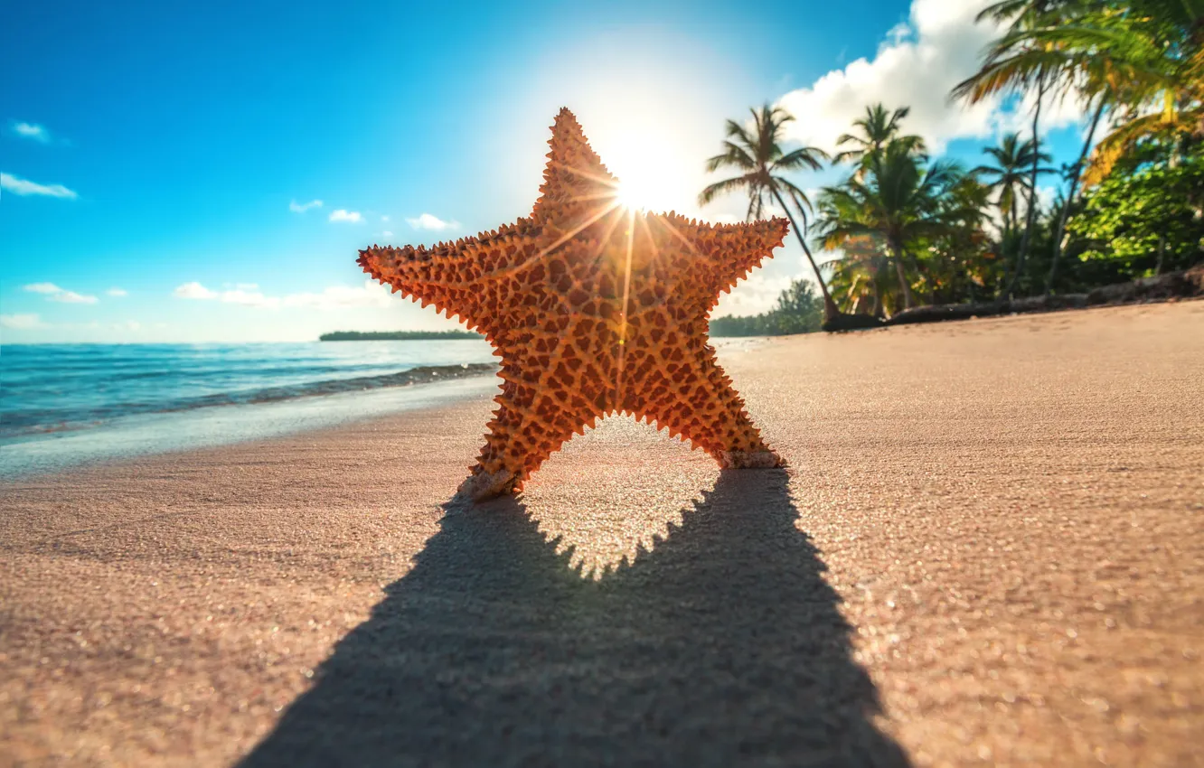 Фото обои солнце, лучи, тропики, пальмы, океан, берег, звезда, тень