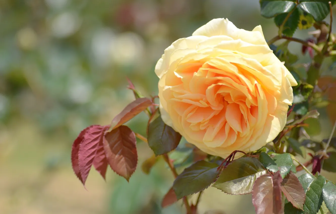 Фото обои роза, жёлтая, жёлтая роза