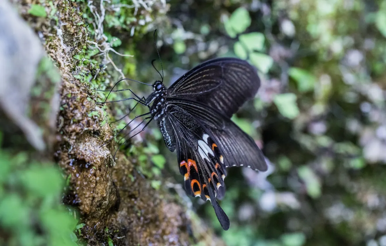 Фото обои макро, чёрный, бабочка, крылышки