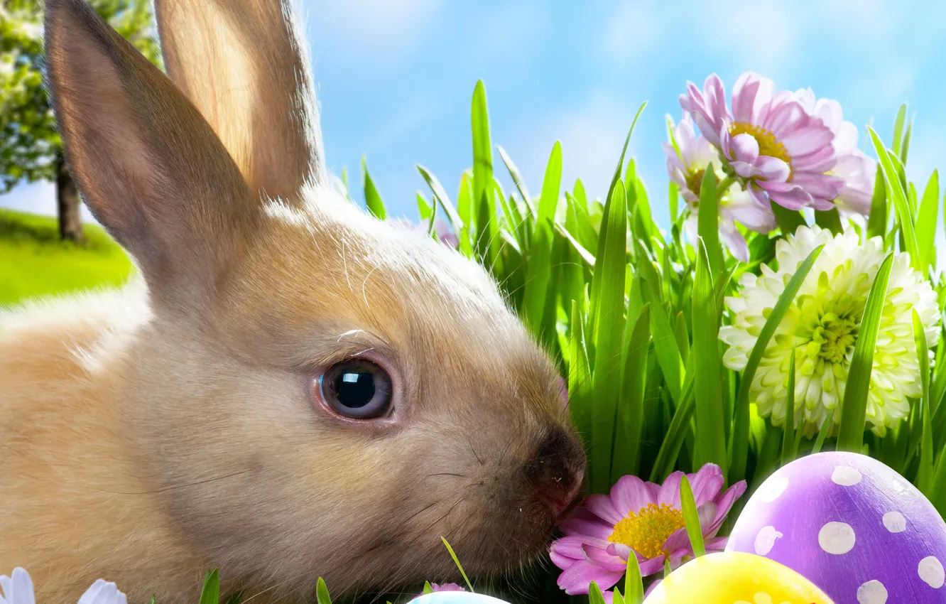 Фото обои трава, цветы, ромашки, яйца, весна, кролик, луг, пасха