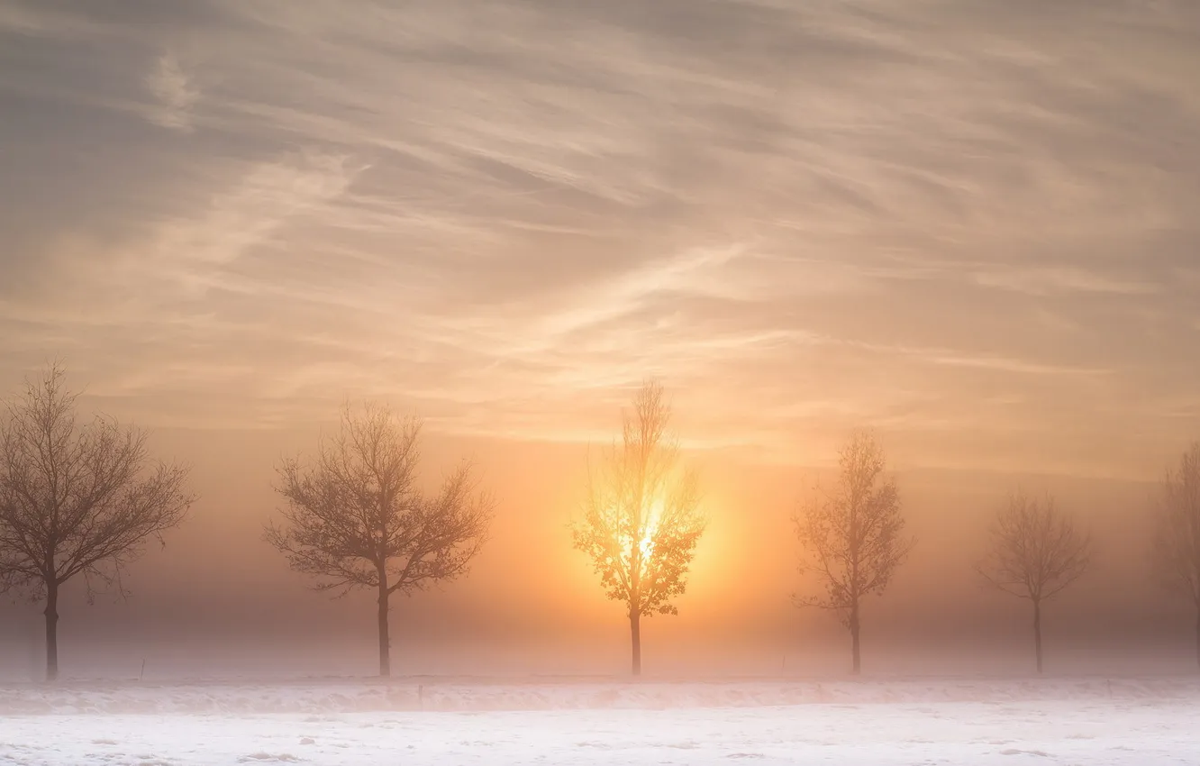 Фото обои деревья, пейзаж, туман, утро