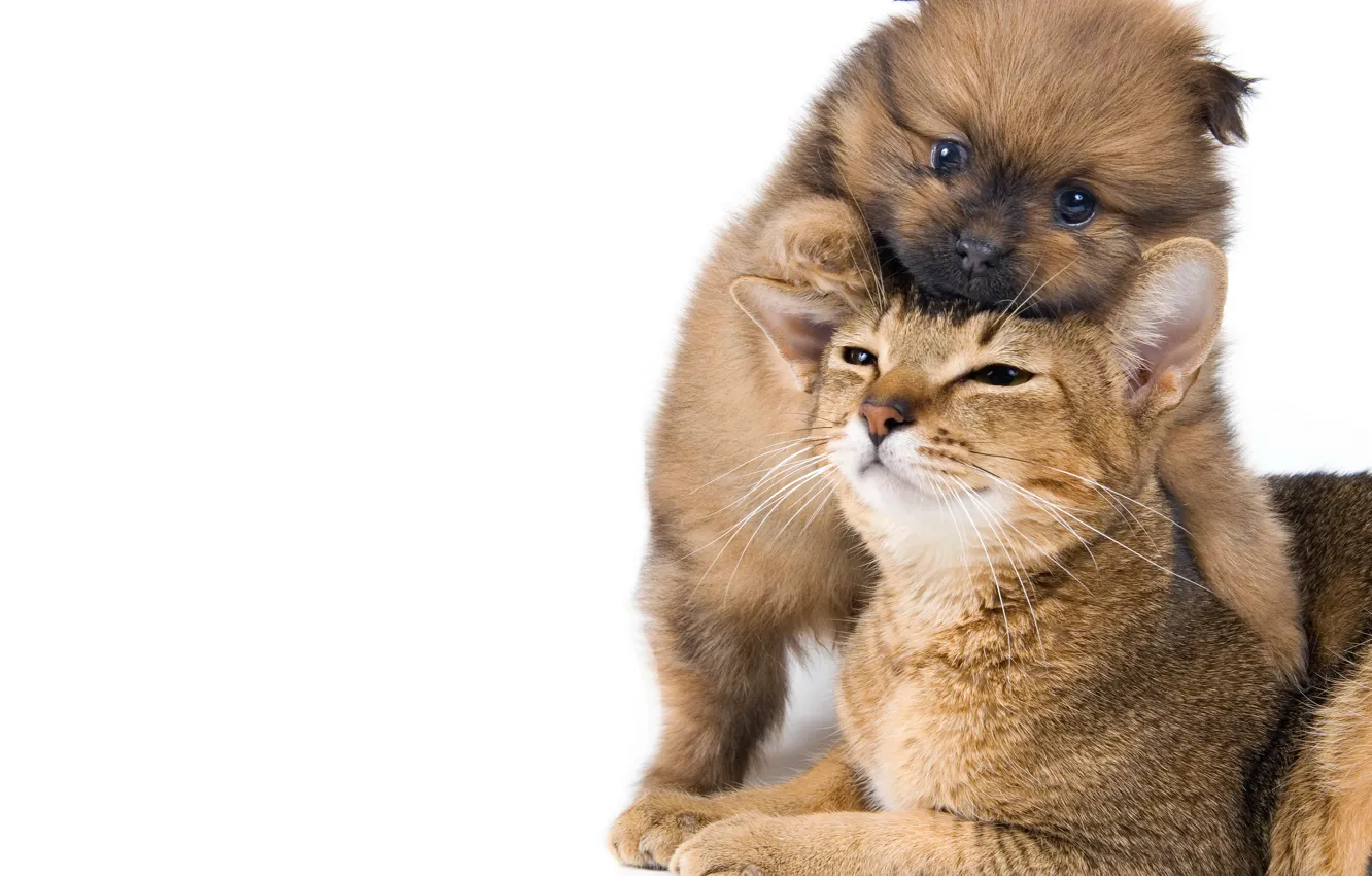 Фото обои кошка, маленький, щенок, puppy, Cat