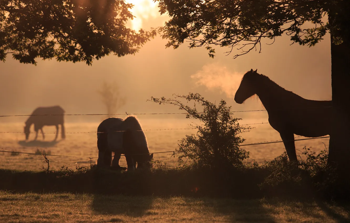 Фото обои поле, свет, ветки, природа, туман, конь, рассвет, лошадь