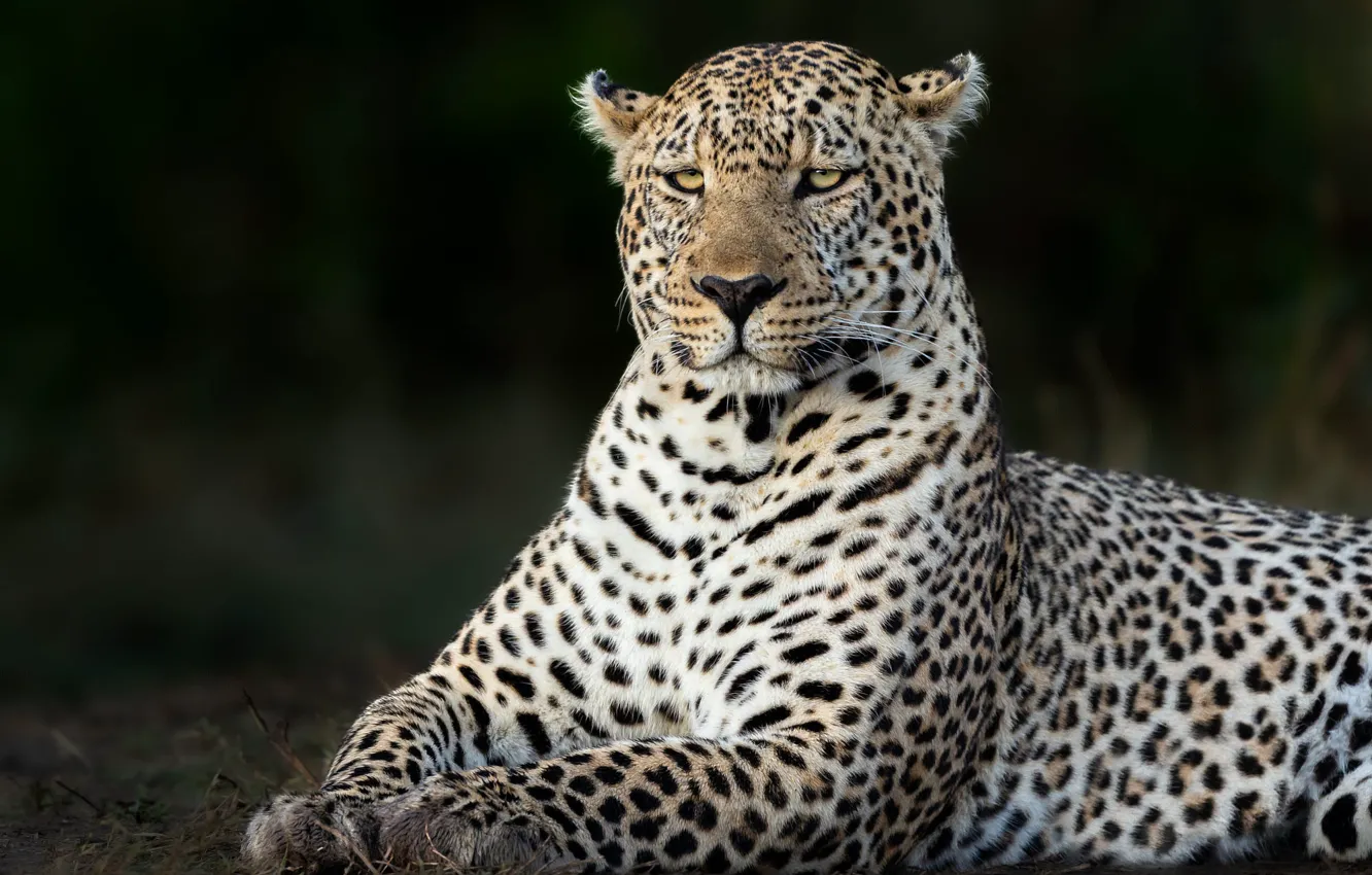 Фото обои взгляд, морда, поза, темный фон, отдых, портрет, леопард, лежит