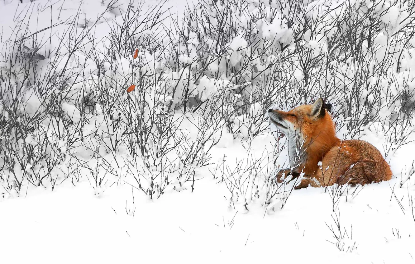 Фото обои зима, снег, Канада, лиса, лисица, Манитоба