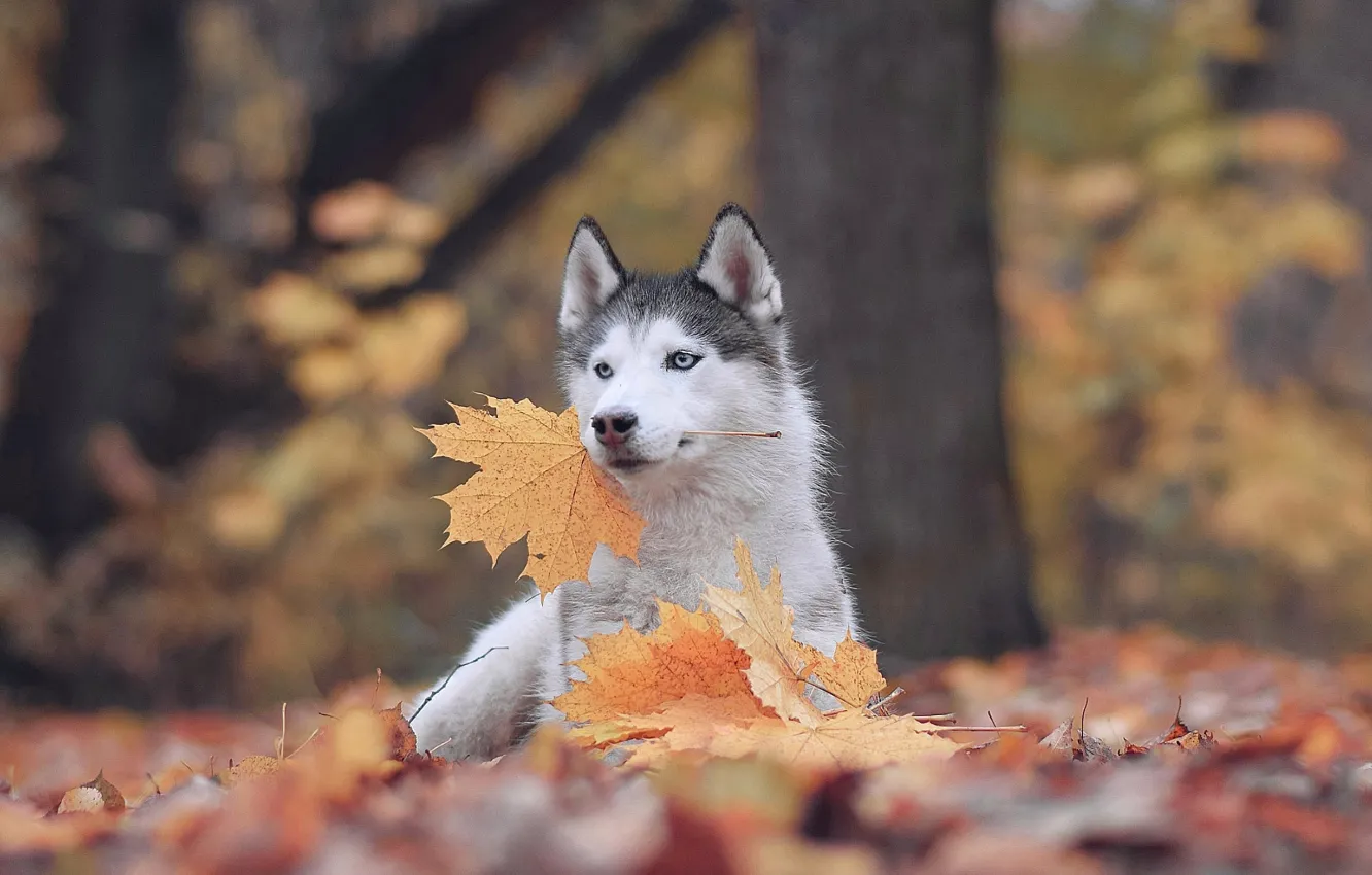 Фото обои осень, листья, природа, животное, собака, клён, хаски, пёс