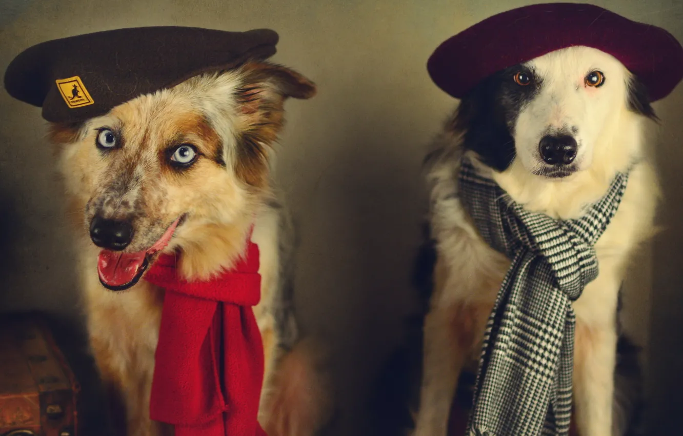 Фото обои собаки, стиль, ретро, обработка, шарф, пара, образ, берет