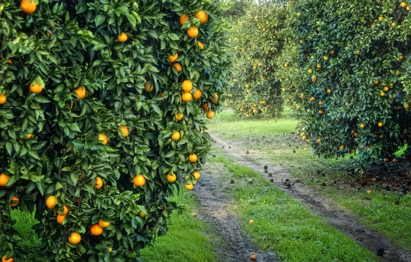 Фото обои сад, урожай, плоды, оранжевые, роща, апельсиновая