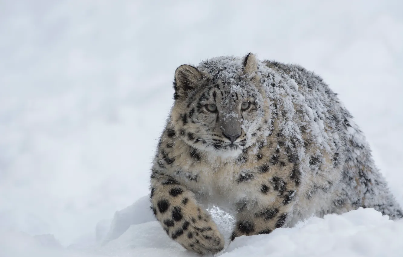 Фото обои Snow Leopard, Winter, Snow, Forest, Cold