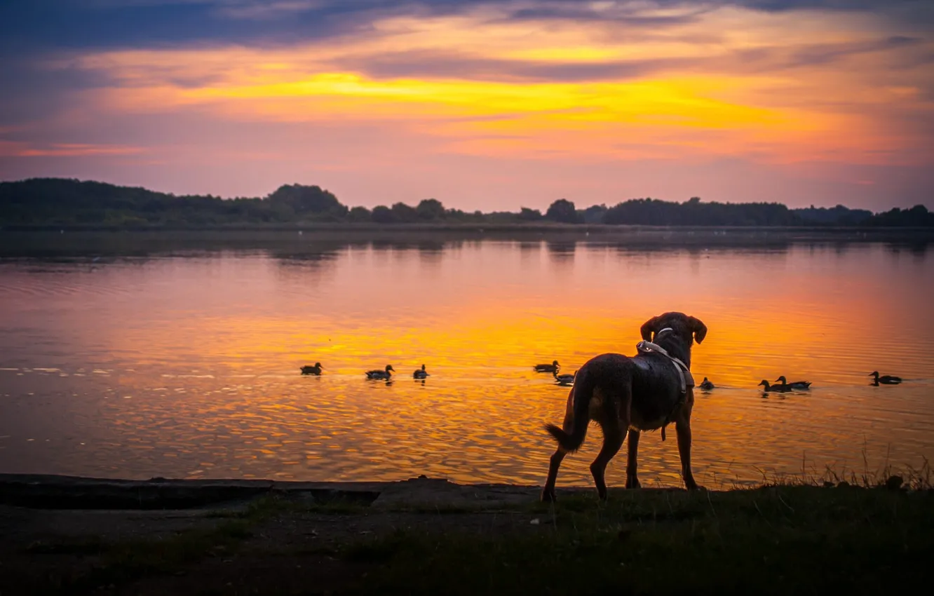 Фото обои закат, птицы, берег, утки, собака, водоем