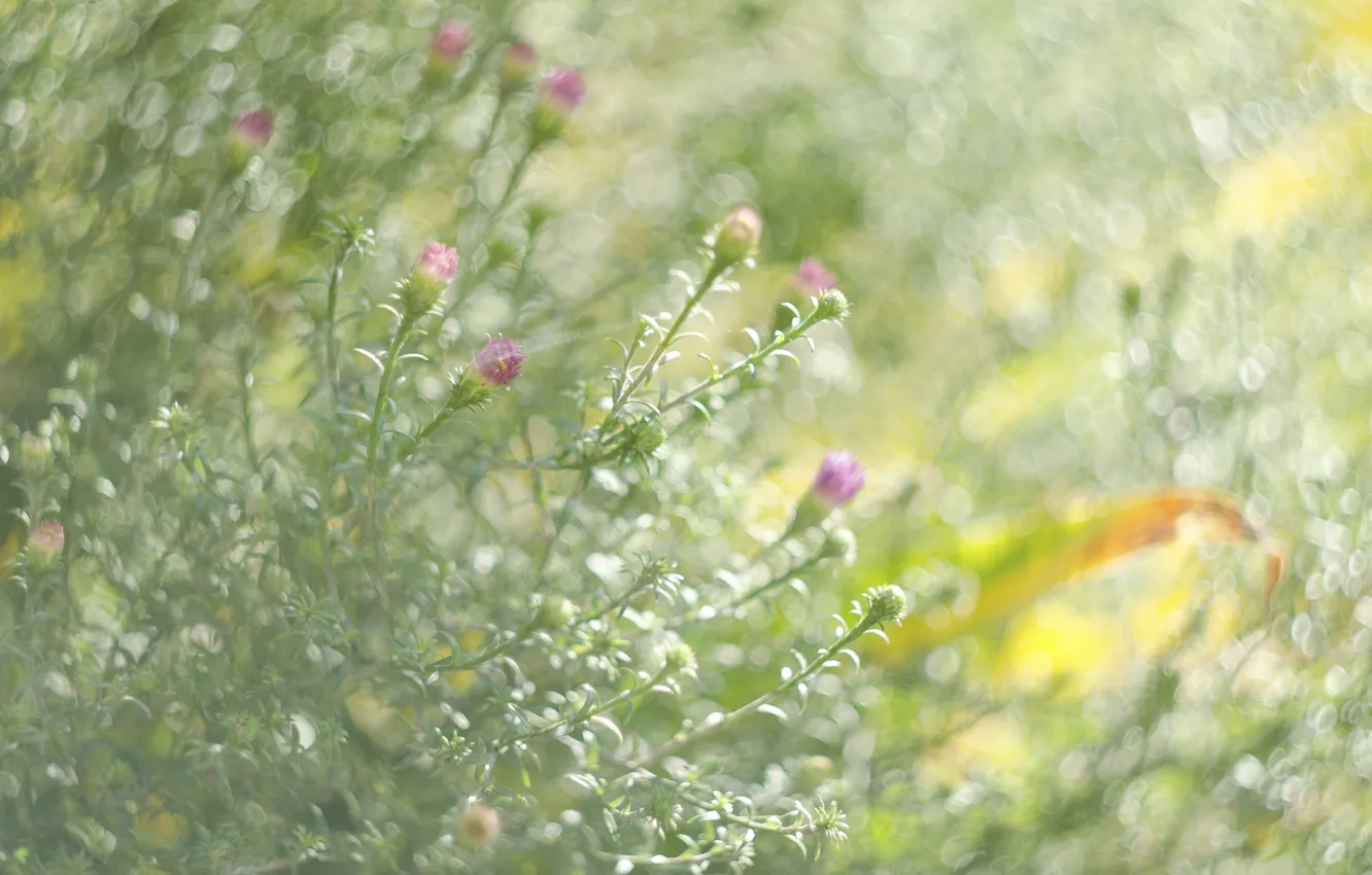 Фото обои зелень, цветок, блики, настроение, текстура, бокэ