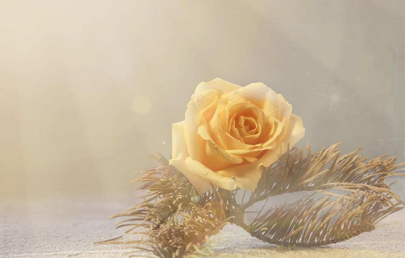 Фото обои макро, стиль, роза, бутон, жёлтая роза, сосновая ветка