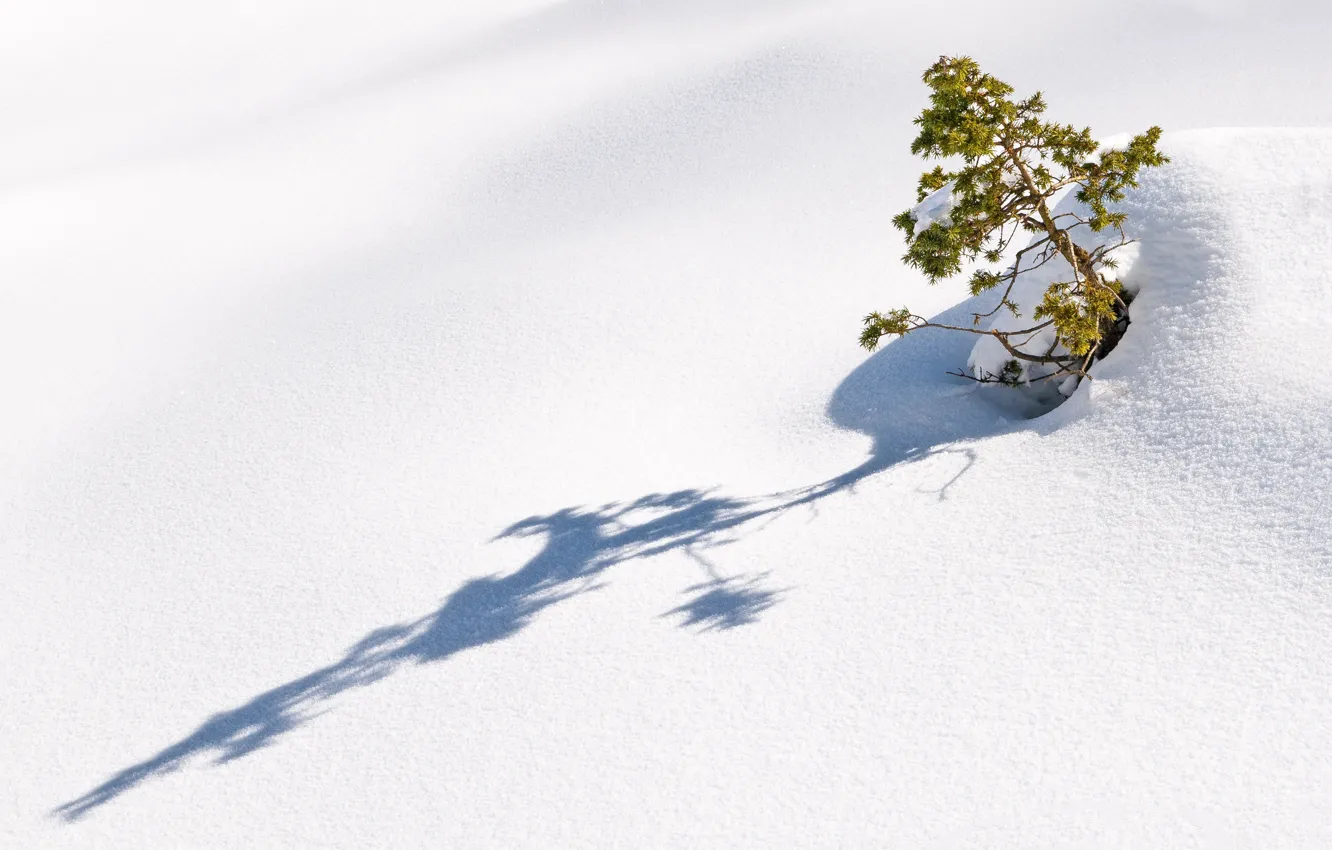 Фото обои зима, снег, склон, деревце
