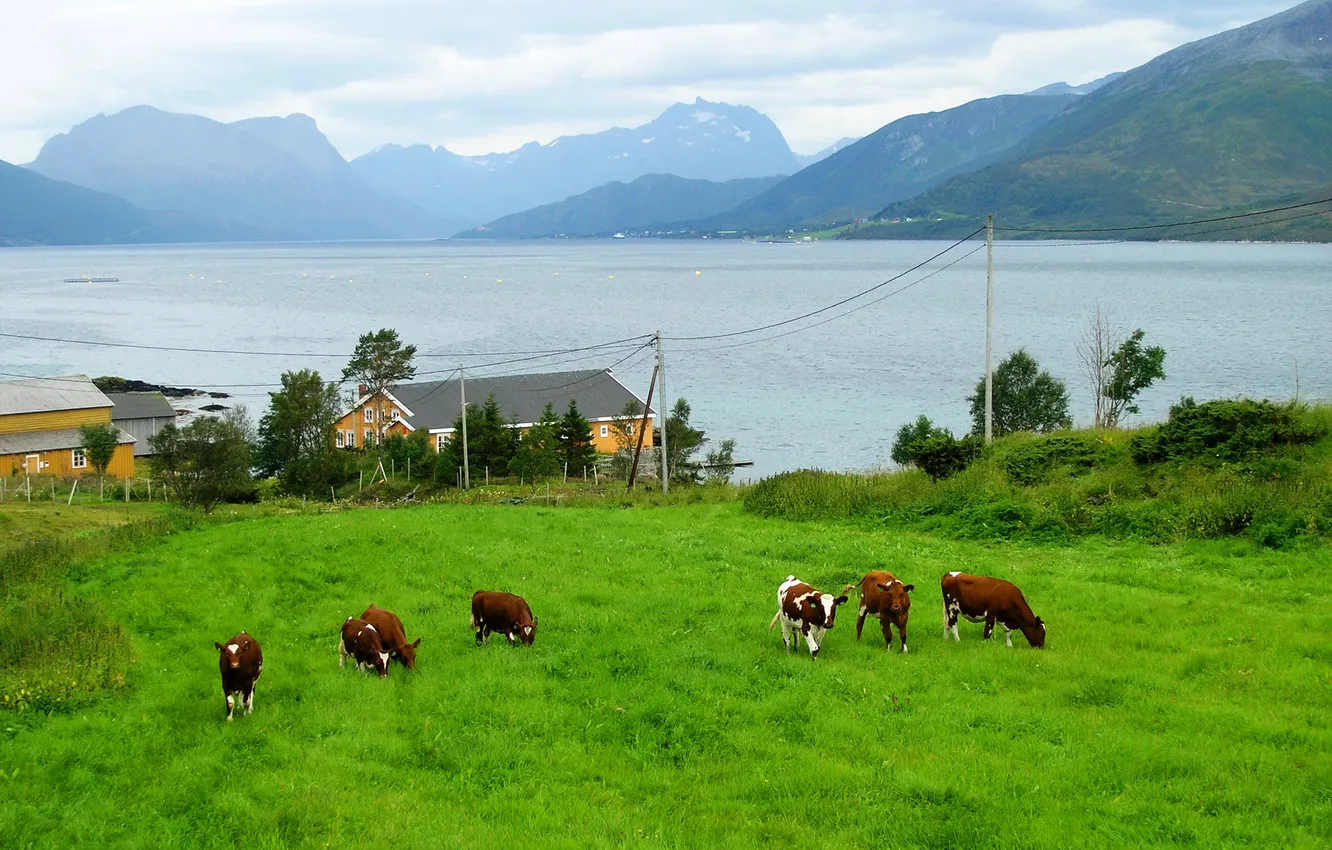 Фото обои животные, горы, природа, фото, берег, дома, коровы, Норвегия