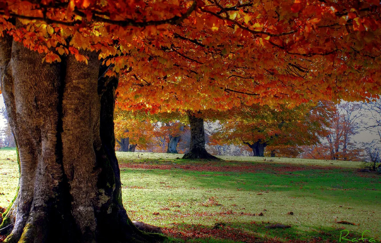Фото обои осень, природа, парк, дерево
