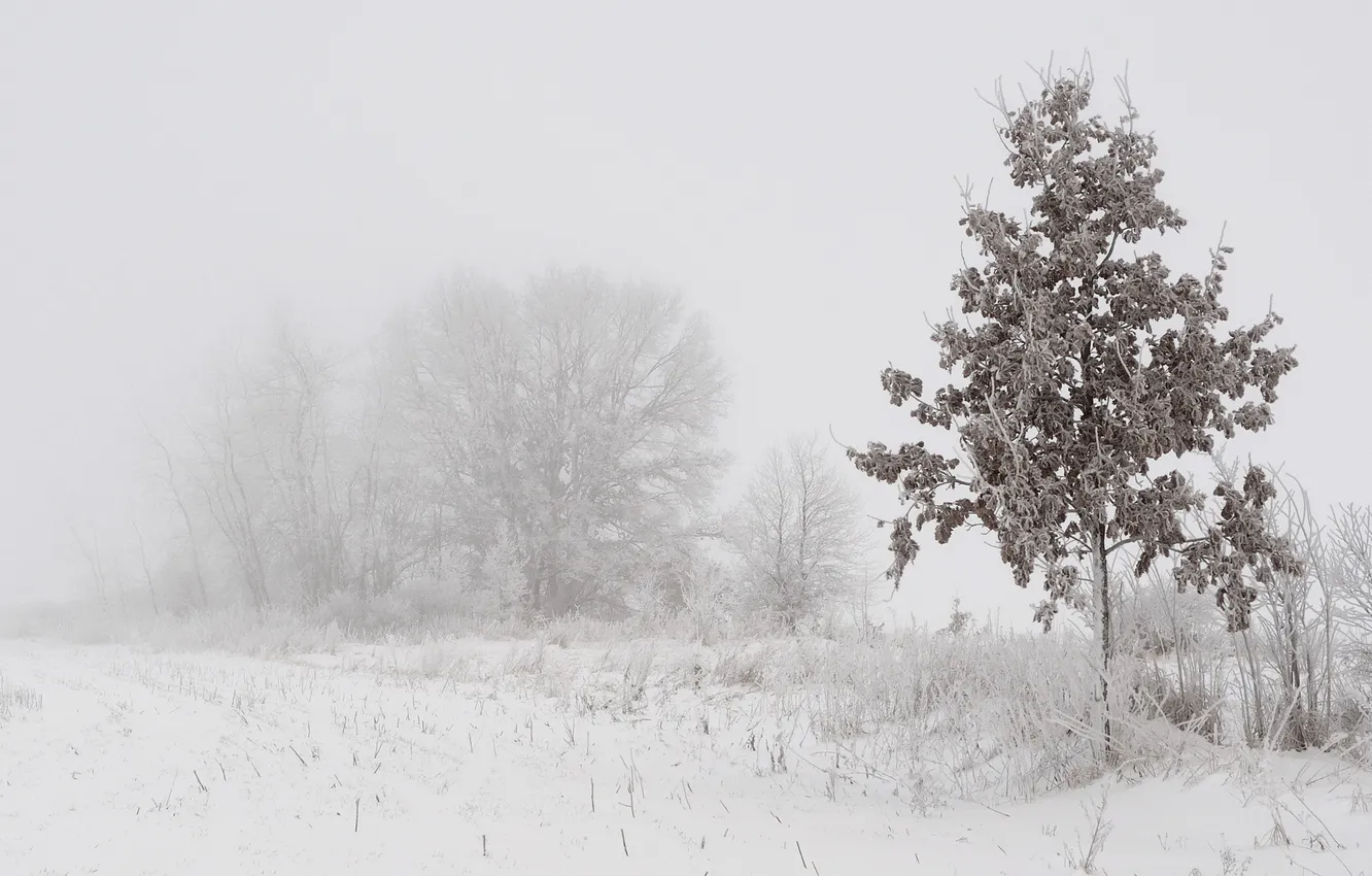 Фото обои зима, снег, туман, дерево