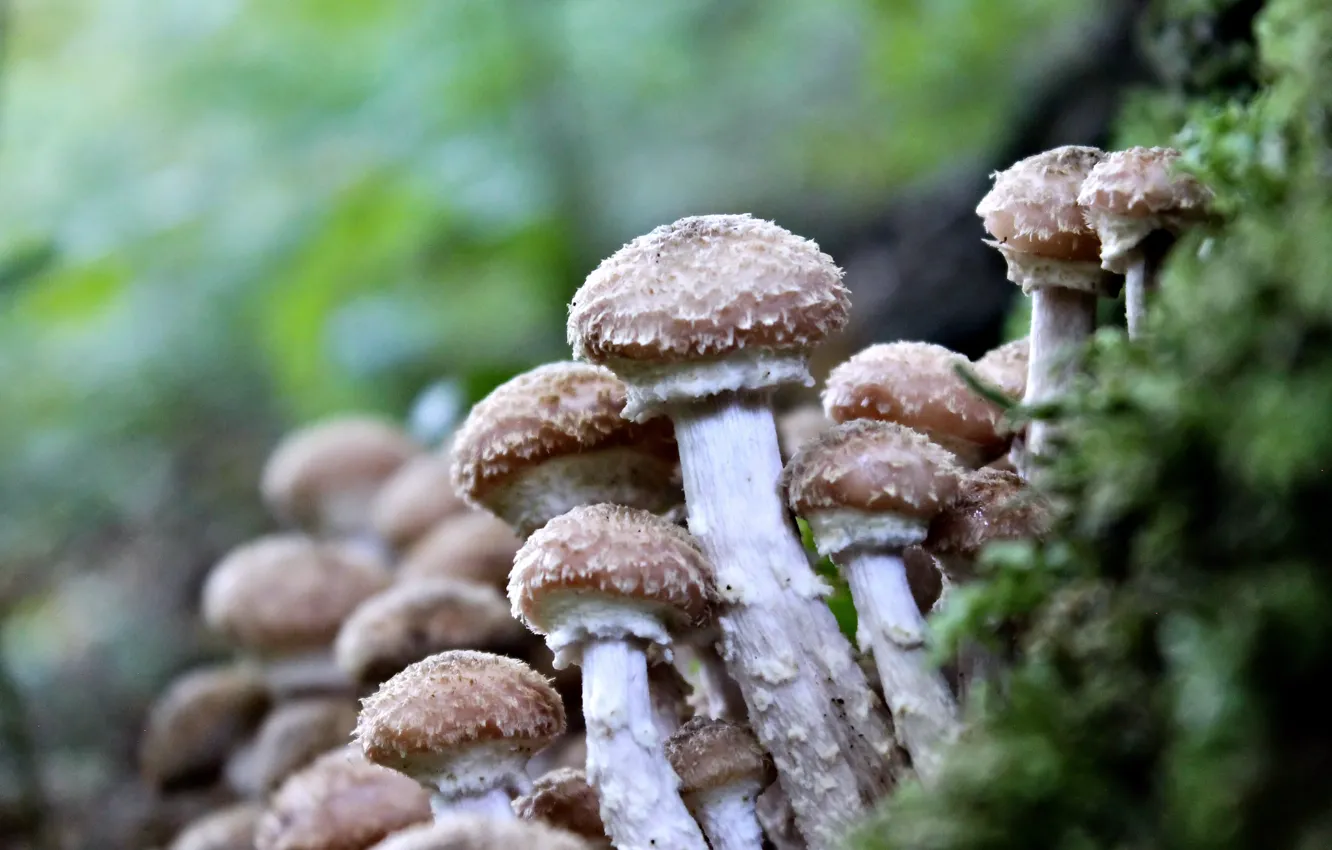 Фото обои лес, грибы, природа nature, опята, осень в лесу