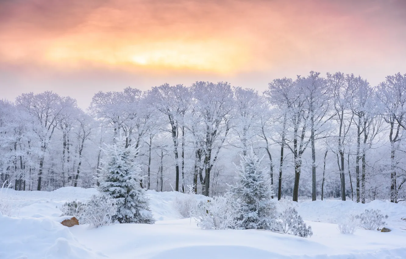Фото обои зима, снег, деревья, восход, рассвет, утро, ели, сугробы