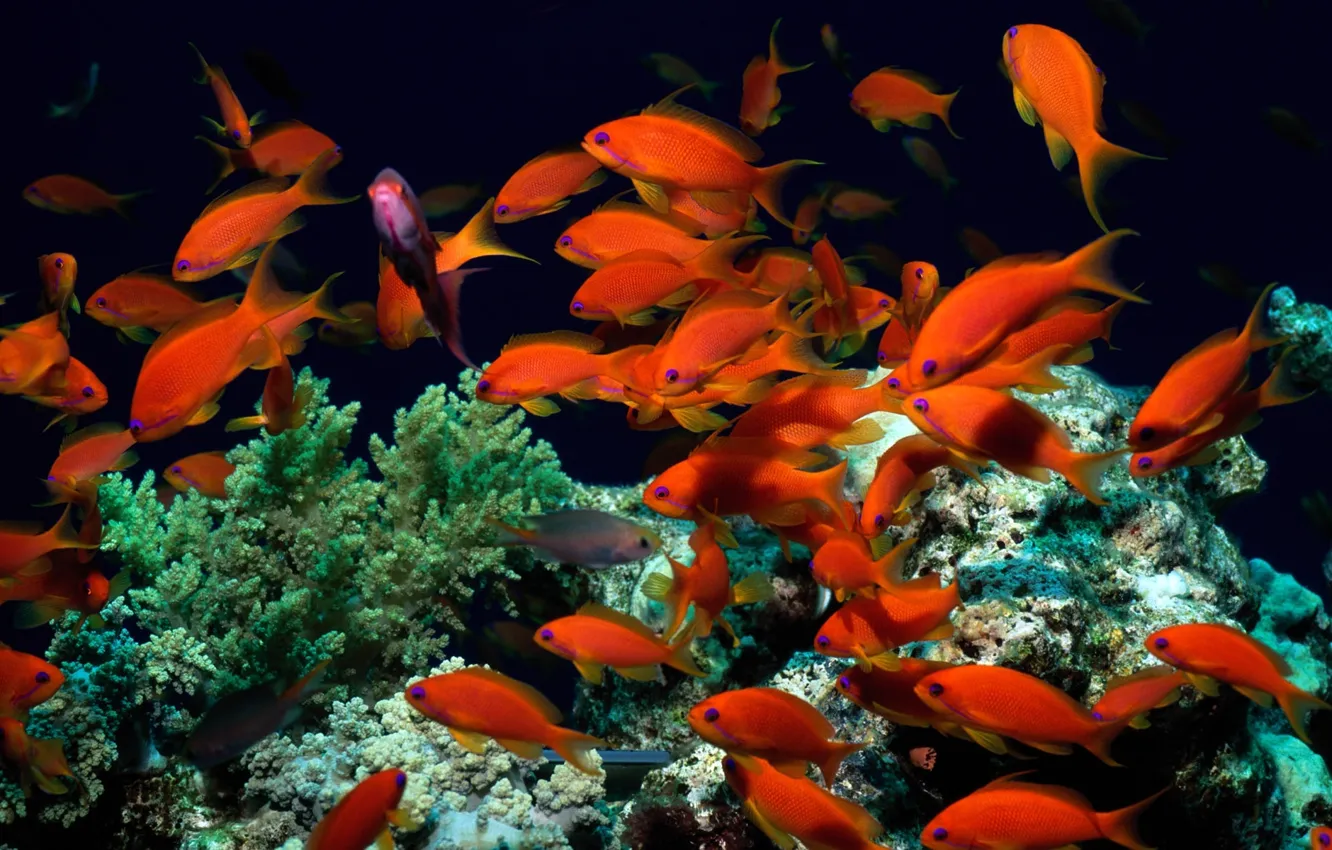 Фото обои рыбки, водоросли, мир, кораллы, красные, подводный