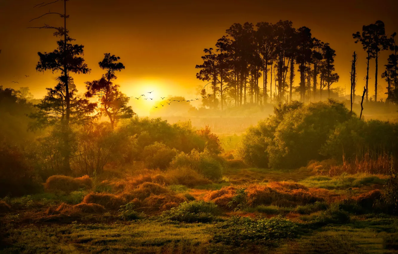 Фото обои Закат, Солнце, Природа, Восход, Туман, Деревья, Лес, Рассвет