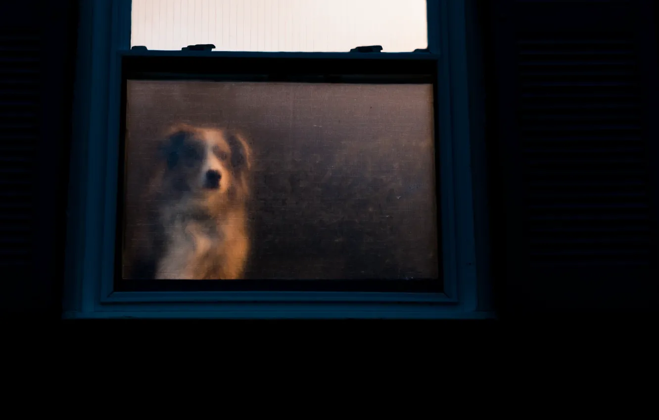 Фото обои дом, преданность, собака, окно