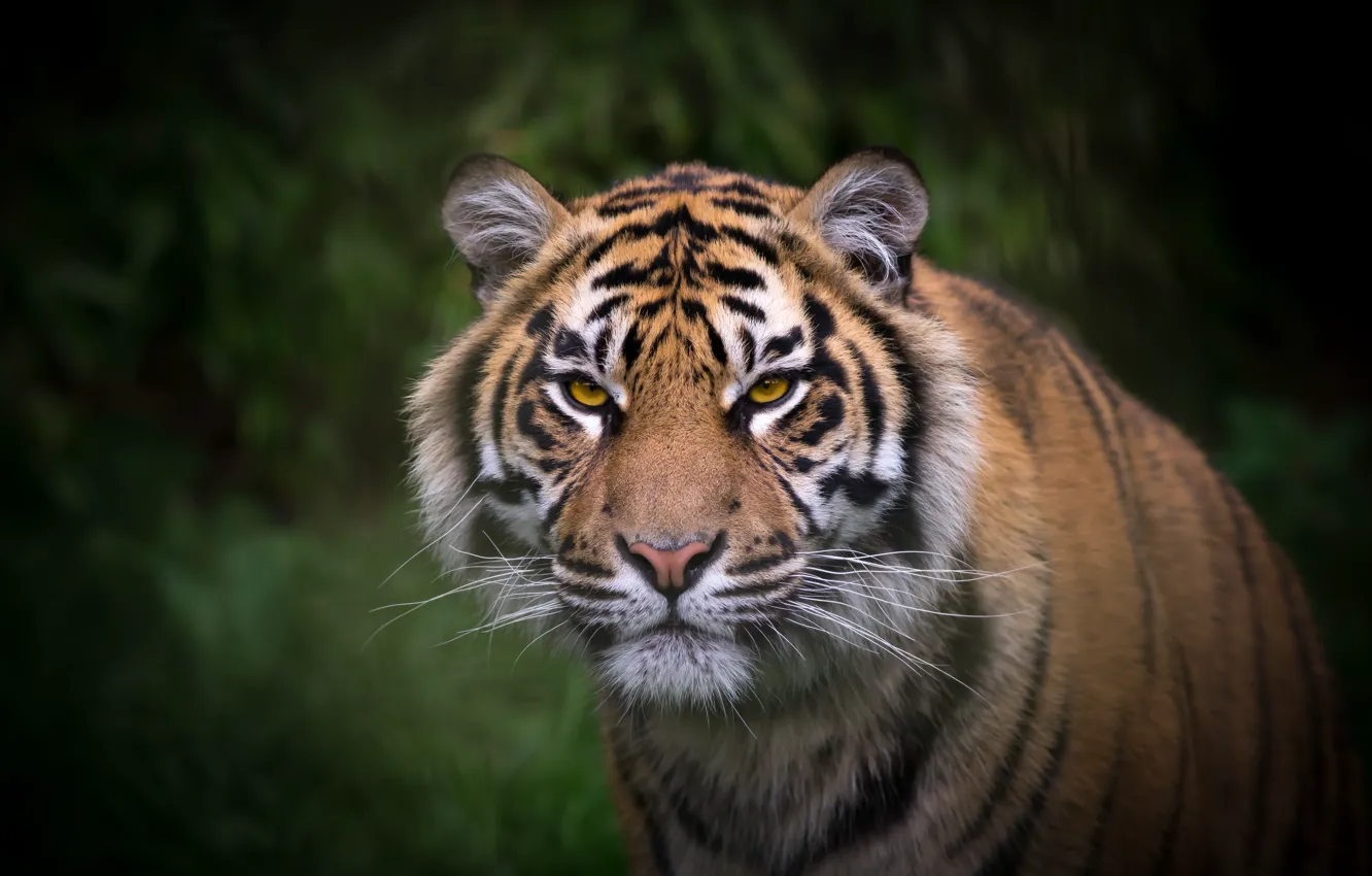 Фото обои взгляд, морда, тигр