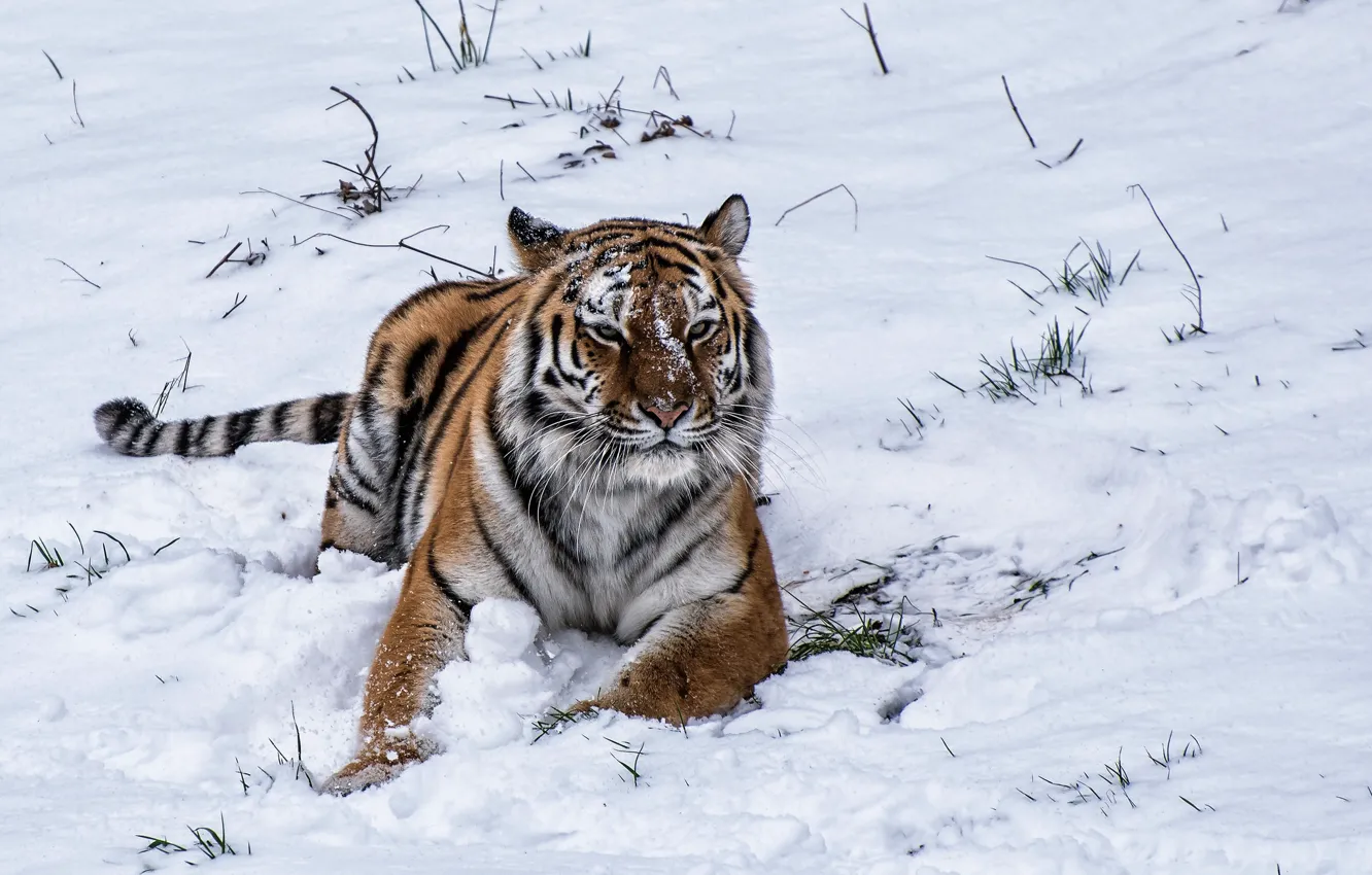 Фото обои зима, снег, тигр, tiger, winter, snow