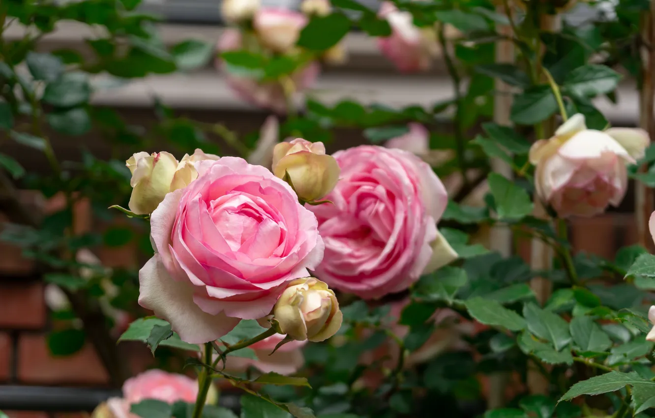 Фото обои цветы, розы, розовые