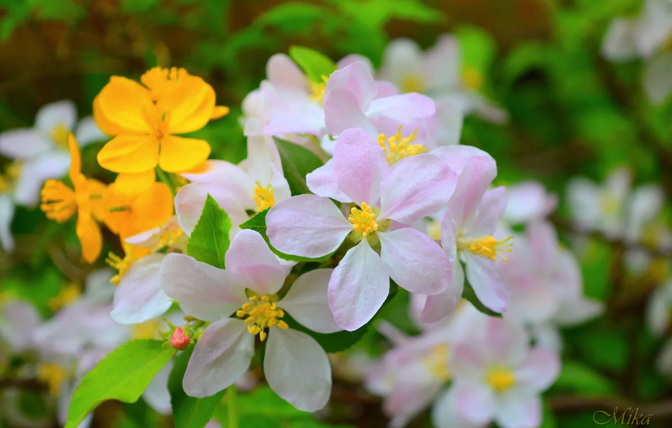 Фото обои Весна, Spring, Цветение, Flowering