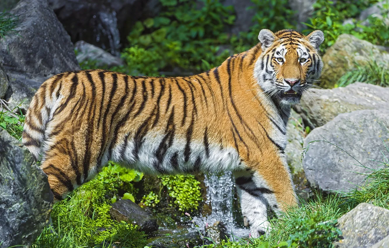 Фото обои ручей, камни, хищник, амурский тигр