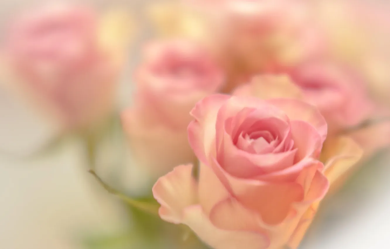 Фото обои макро, цветы, розы, розовые
