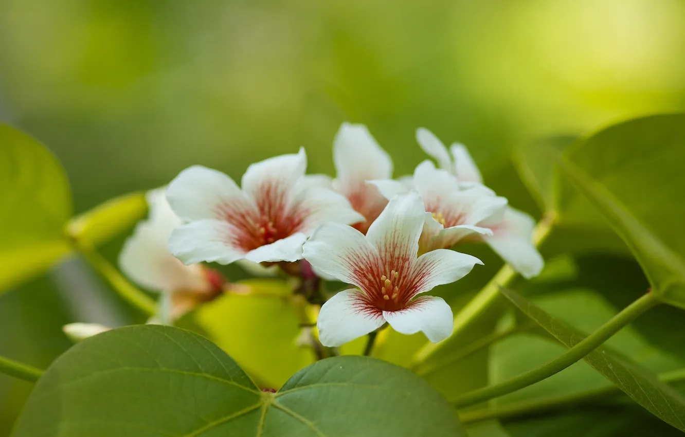 Фото обои листья, макро, цветение, Китайское тунговое дерево