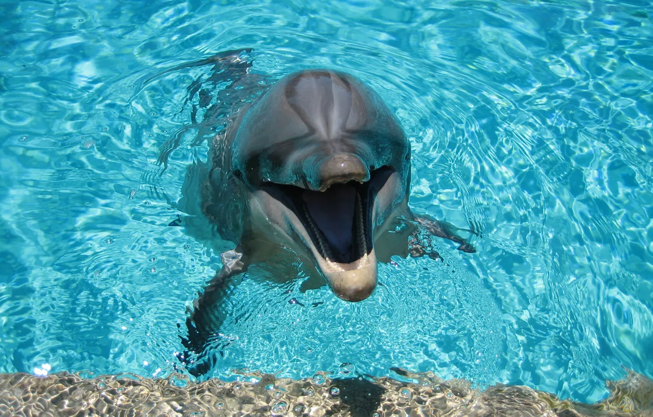 Фото обои вода, дельфин, улыбка