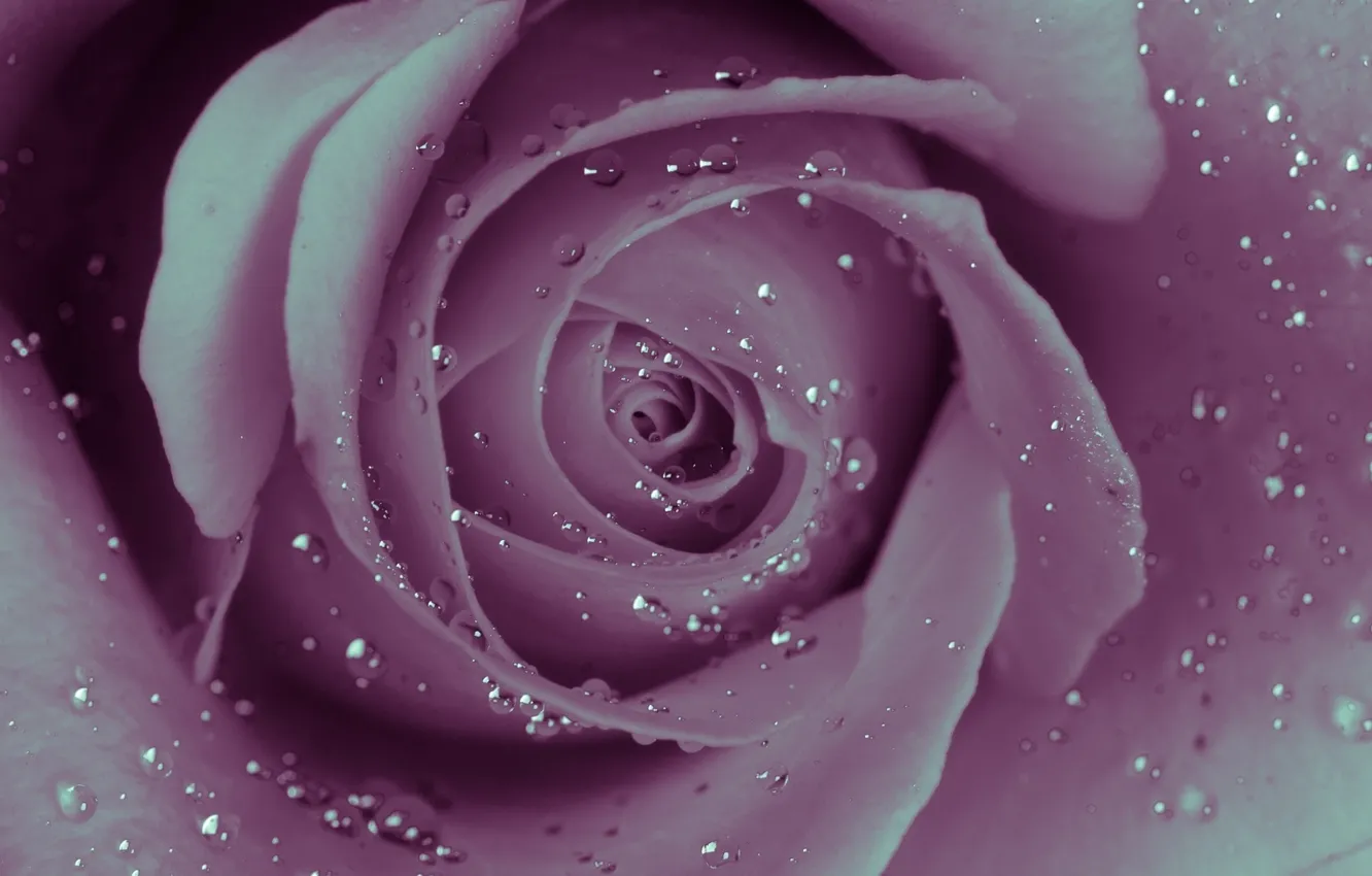 Фото обои вода, капли, роса, обои, роза, лепестки