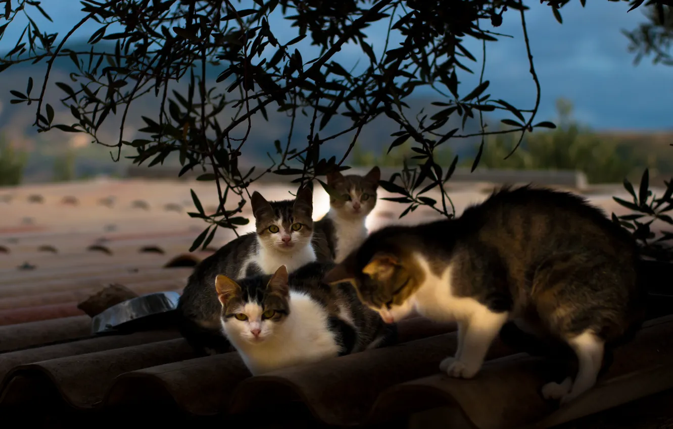 Фото обои лето, коты, семья, шиффер