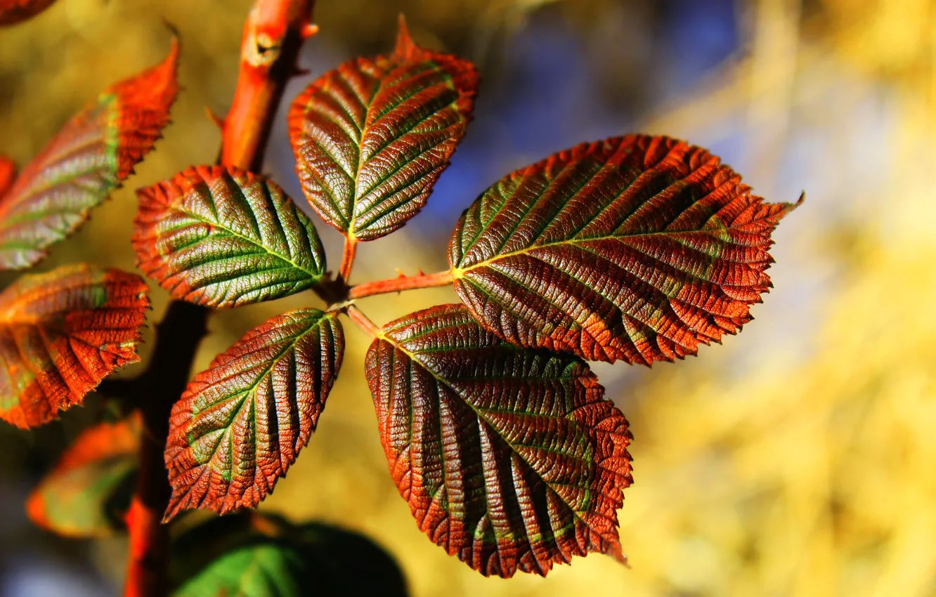 Фото обои autumn, leaf, twig